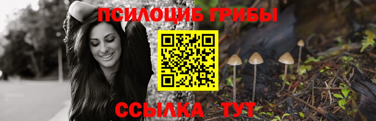 Псилоцибиновые грибы Cubensis Канаш